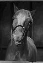 Mr. Ed character voice impression by character voice actor.